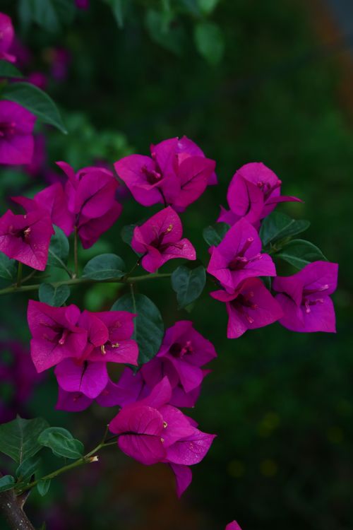 Free Close-up of stunning purple bougainvillea flowers in lush greenery. Stock Photo