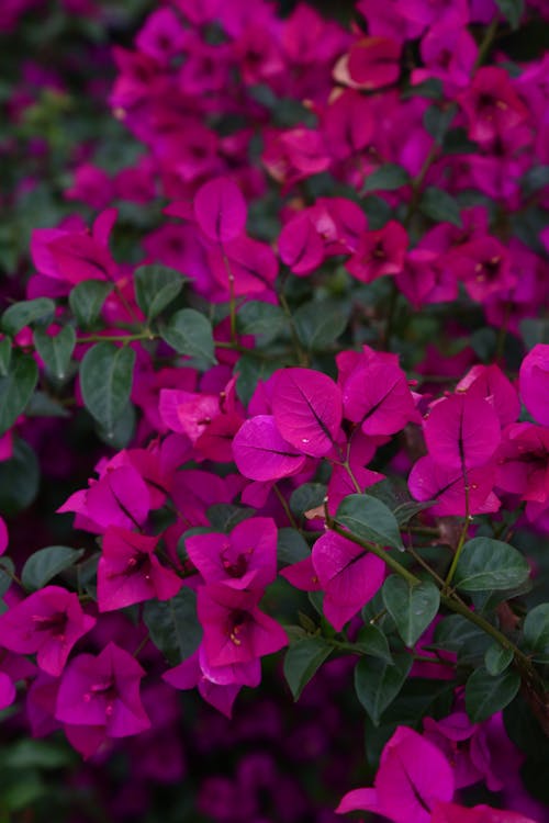 Close-Up Shot of Pink Flowers in Bloom