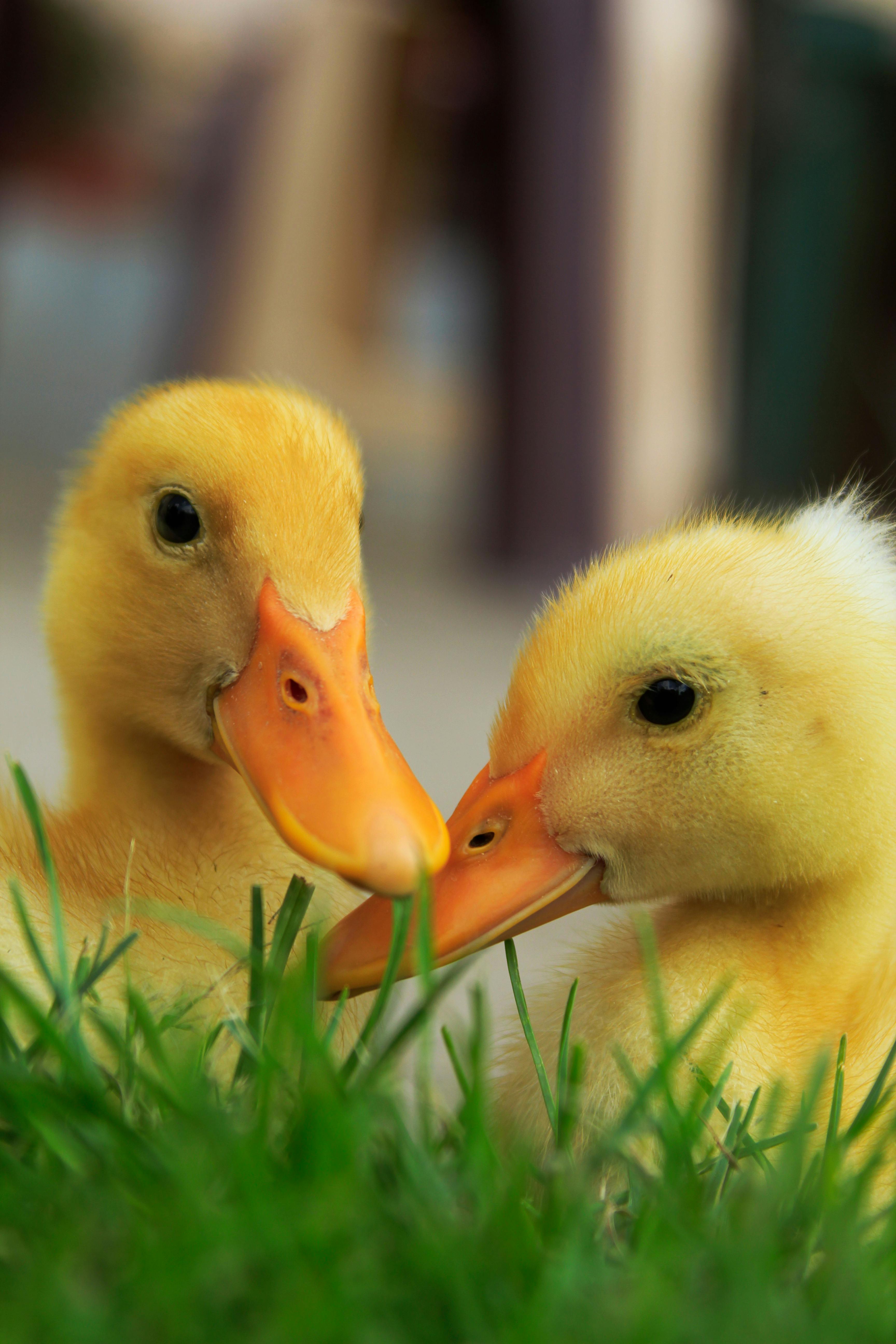 Ducklings in Water · Free Stock Photo