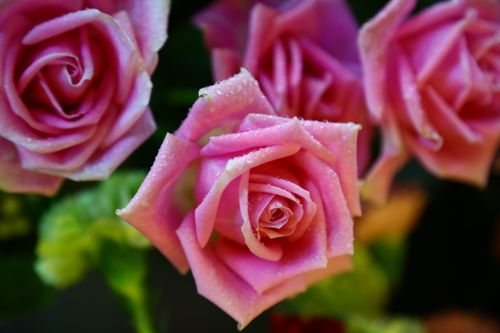 Free Stunning close-up of dewy pink roses showcasing natural beauty and delicate petals. Stock Photo