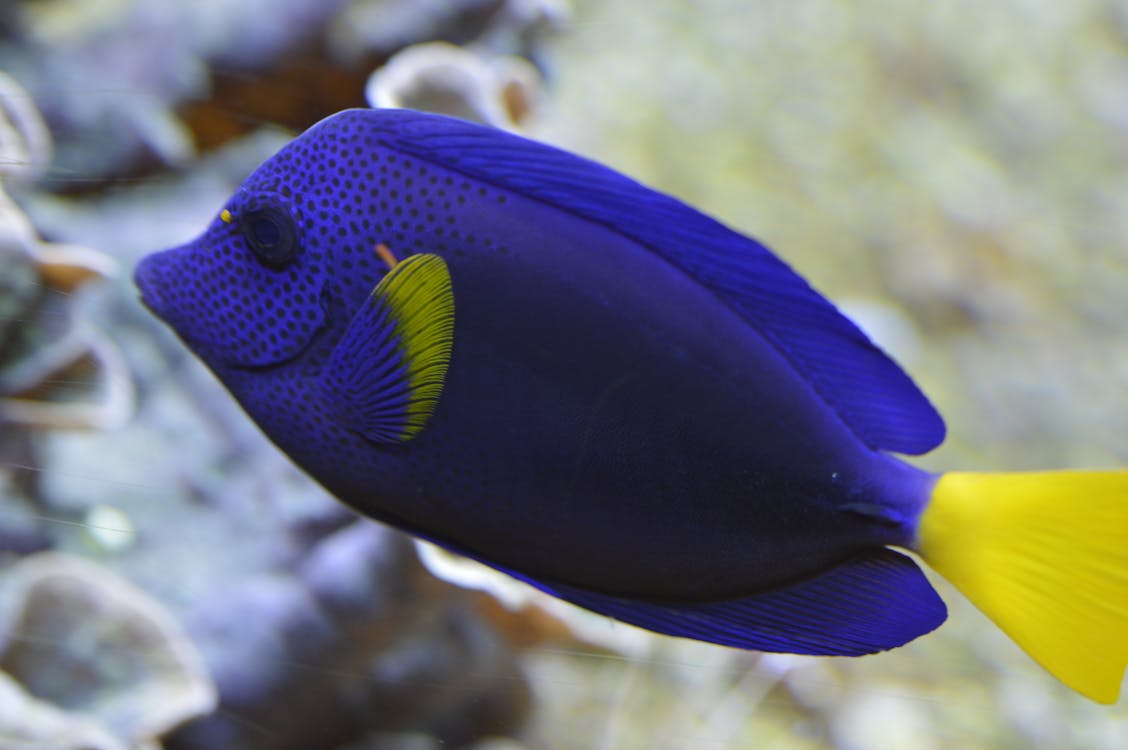 カクレクマノミ ザリガニ ベタの魚の無料の写真素材