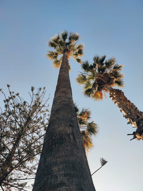 Low-Angle Shot of Palm Trees