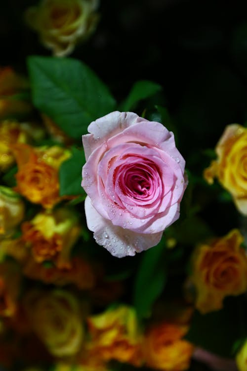 Pink Rose in Close Up Shot