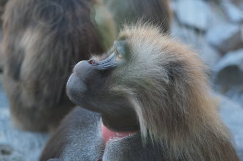 hayvanat bahçesi, maymun, maymunlar içeren Ücretsiz stok fotoğraf