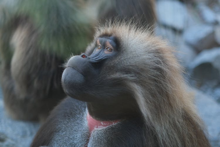 Close-Up Shot Of A Gelada