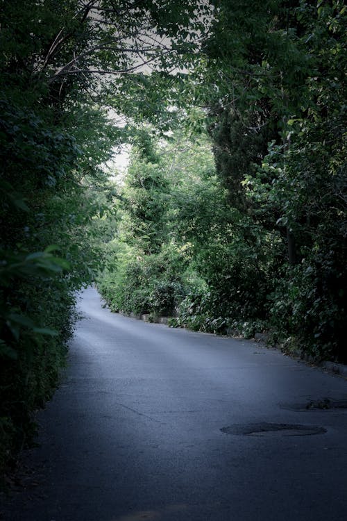 Foto d'estoc gratuïta de arbres, carretera, carretera asfaltada