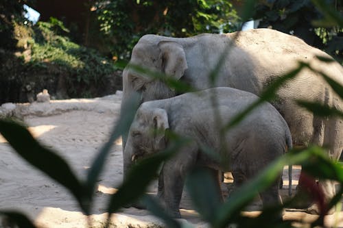 Darmowe zdjęcie z galerii z matka, słoń, słonie