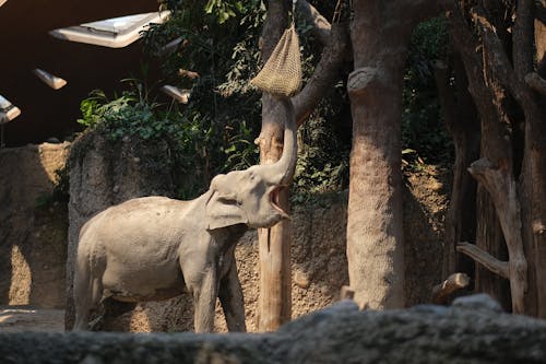 Foto d'estoc gratuïta de animal, elefant, fotografia d'animals