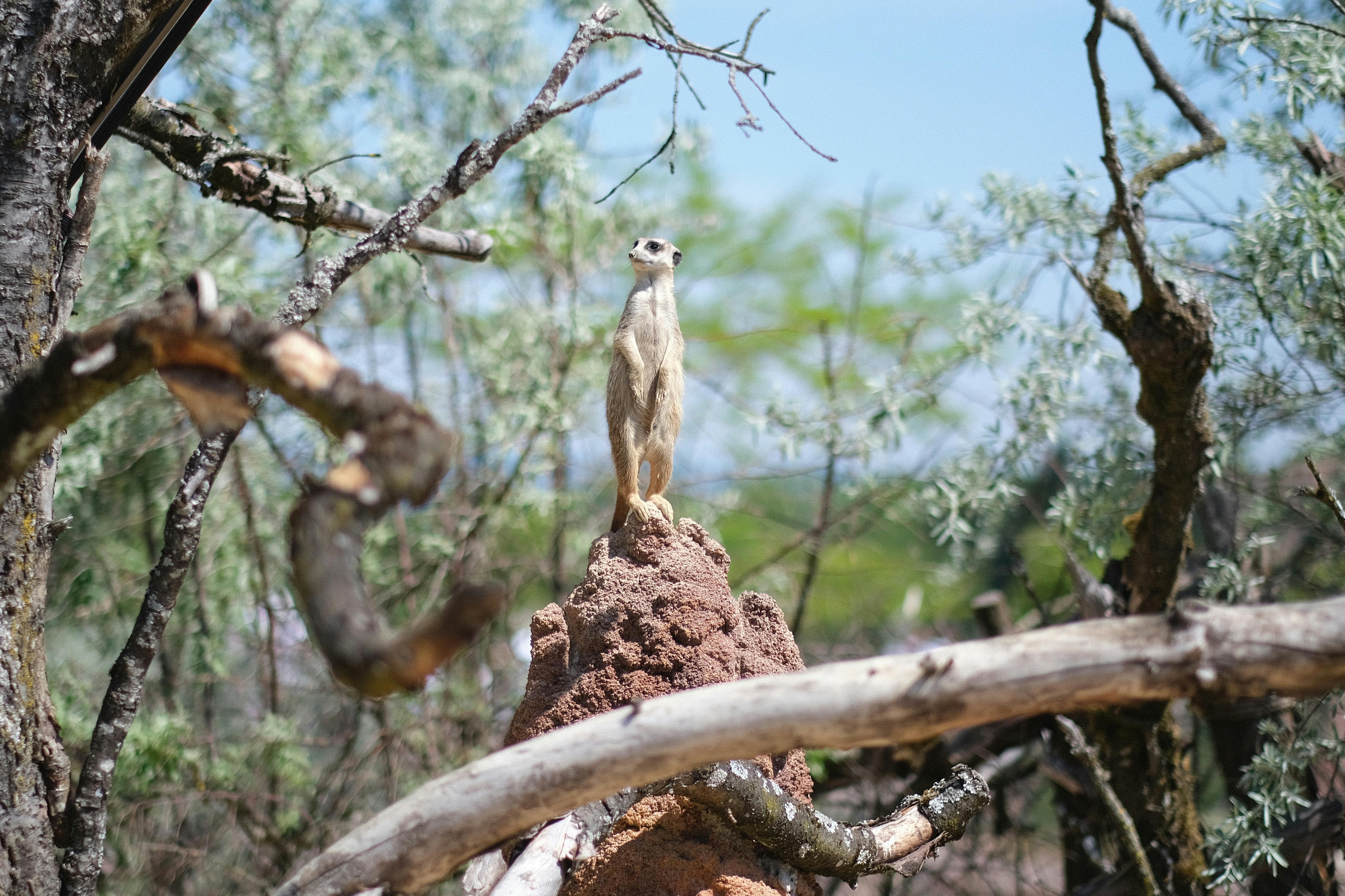 A meerkat stands alert on a termite mound surrounded by nature in Zürich, Switzerland.