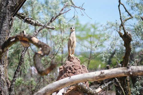 A Meerkat Standing