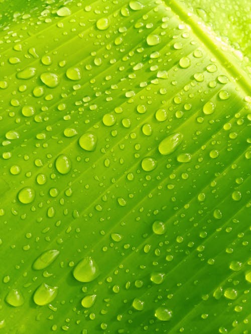 Macro Shot of Raindrops on Green Leaf