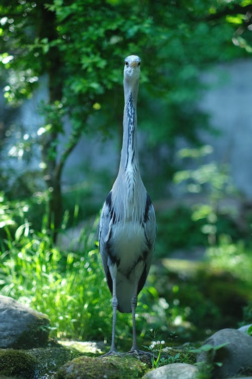 A Grey Heron on the Field