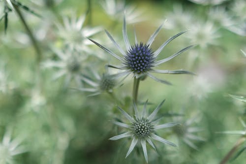 花 的 免费素材图片