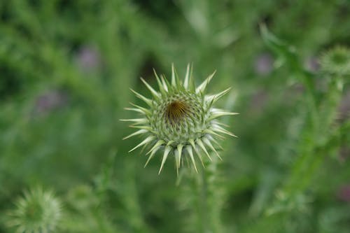 Close-Up Shot of a Flower Bud