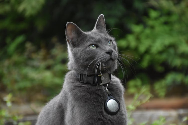 Close-Up Shot Of A Russian Blue Cat With Collar