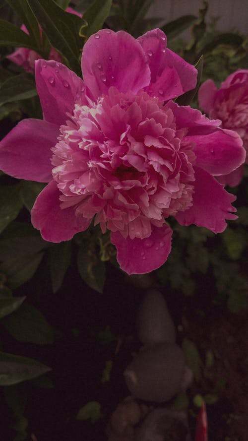 Pink Chinese Peony Flower in Close-up Photography