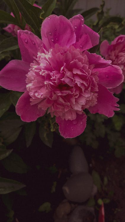 Photos gratuites de fermer, fleur, fleur rose
