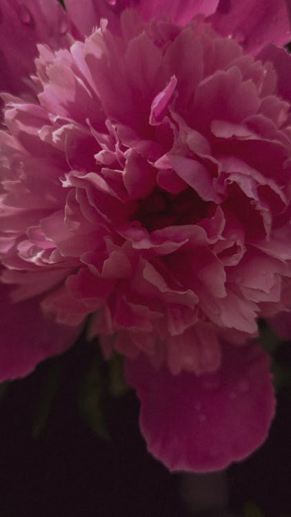 Photos gratuites de basculement, fleur, fleur rose