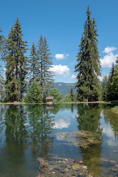 Fotos de stock gratuitas de arboles, lago, medio ambiente