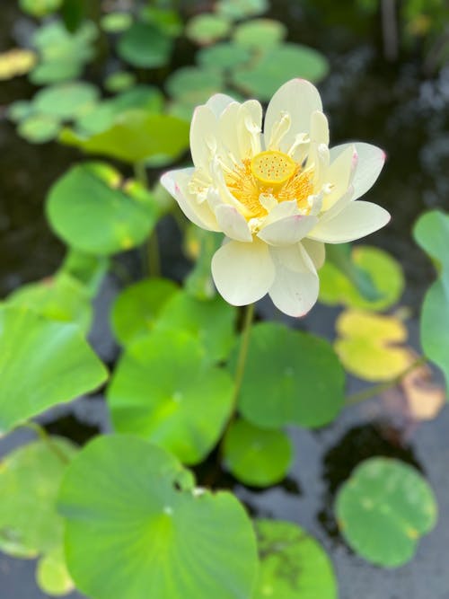 Free water lily Stock Photo