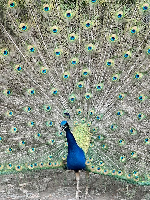 Free peacock Stock Photo