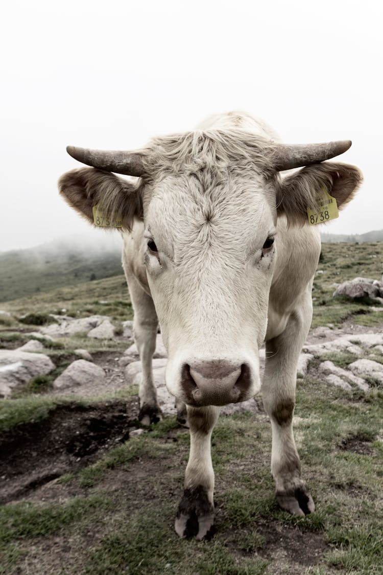 Portrait Of White Cow In Field