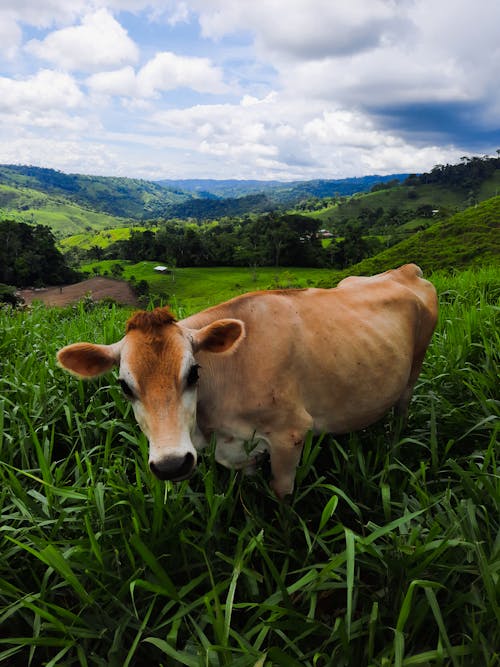 Close-Up Shot of a Brown Cow on a Grassy Field