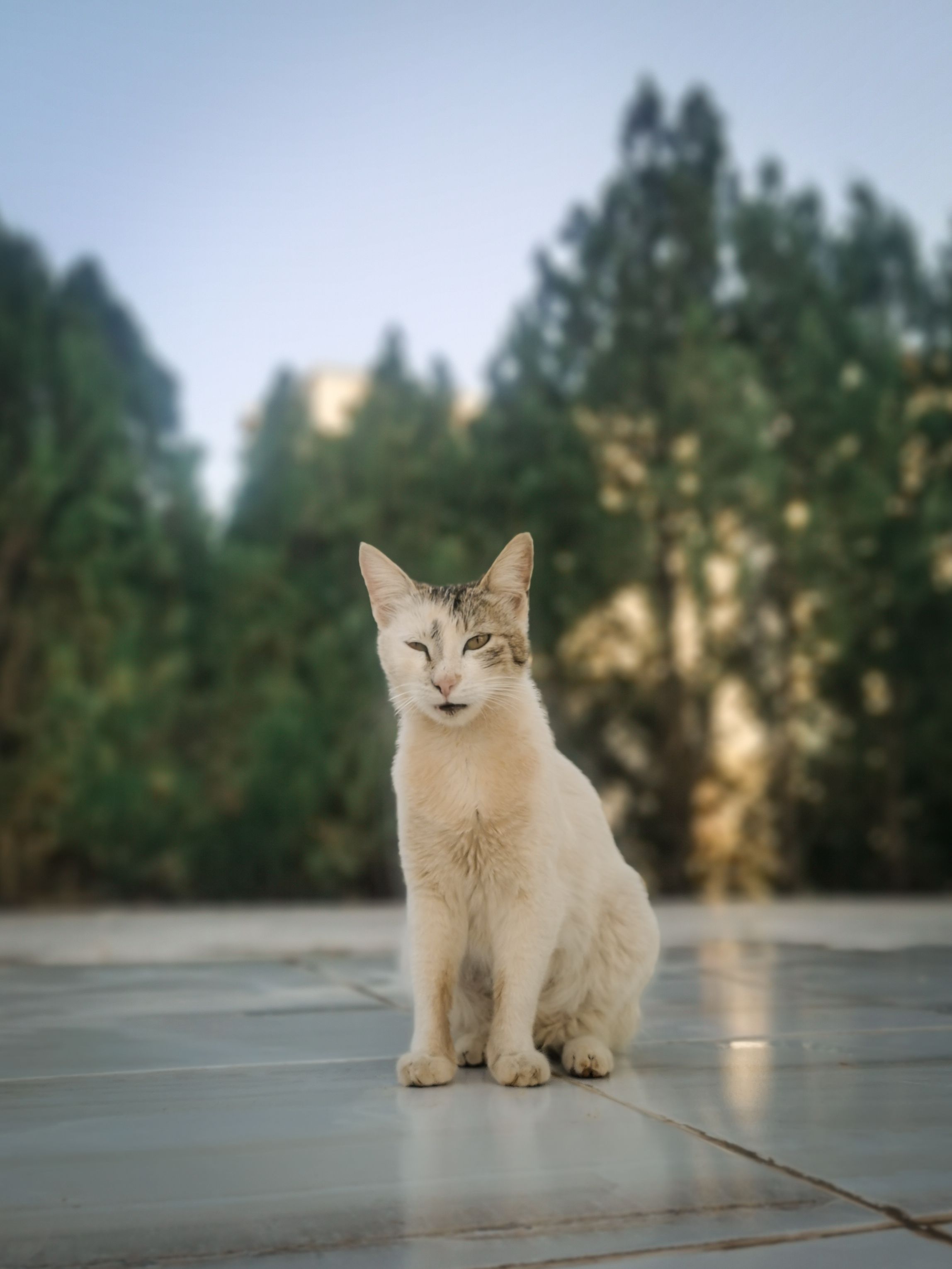 White Tabby Cat Sitting on the Floor · Free Stock Photo