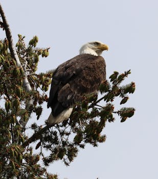 A majestic bald eagle perched on a tree branch, showcasing its regal presence.