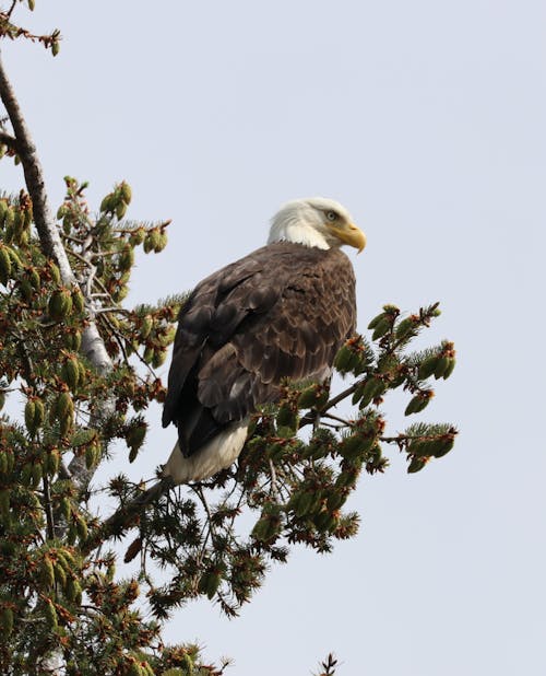 A Bald Eagle Perched on a Tree Branch