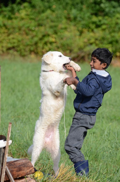 бесплатная Бесплатное стоковое фото с белая собака, великие пиренеи, вертикальный выстрел Стоковое фото