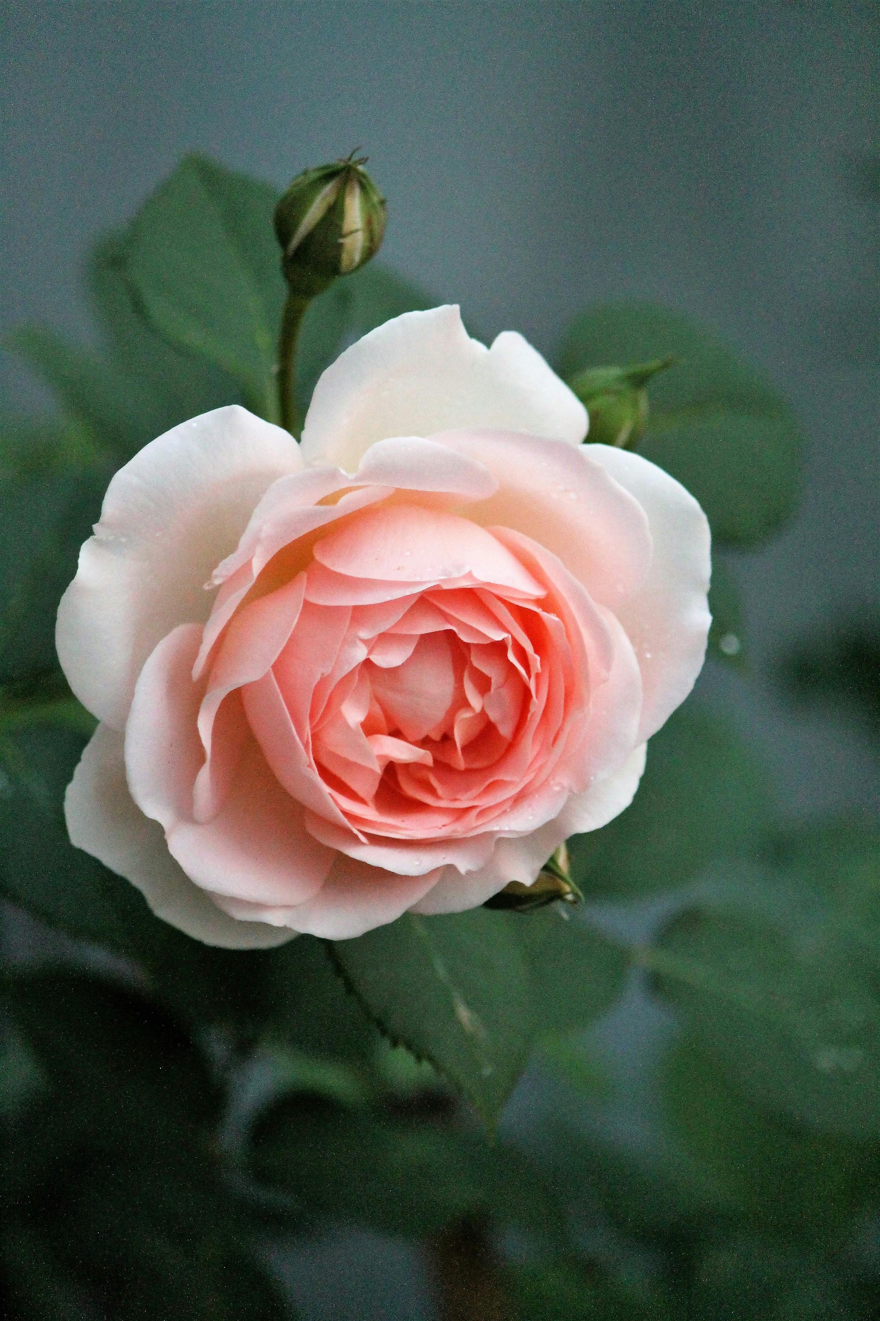 A close-up of a soft pink rose in full bloom, showcasing its delicate petals.