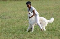 Man in White Long Sleeve Shirt and White Pants Holding White Short Coat Large Dog on on on on on