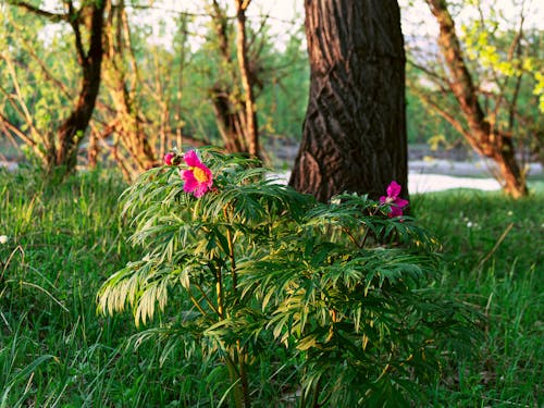 Gratis lagerfoto af blomster, blomstrende blomster, forårsblomster