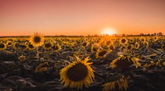日落时分，向日葵田的壮丽景色捕捉到了金色的色调与戏剧性的天空