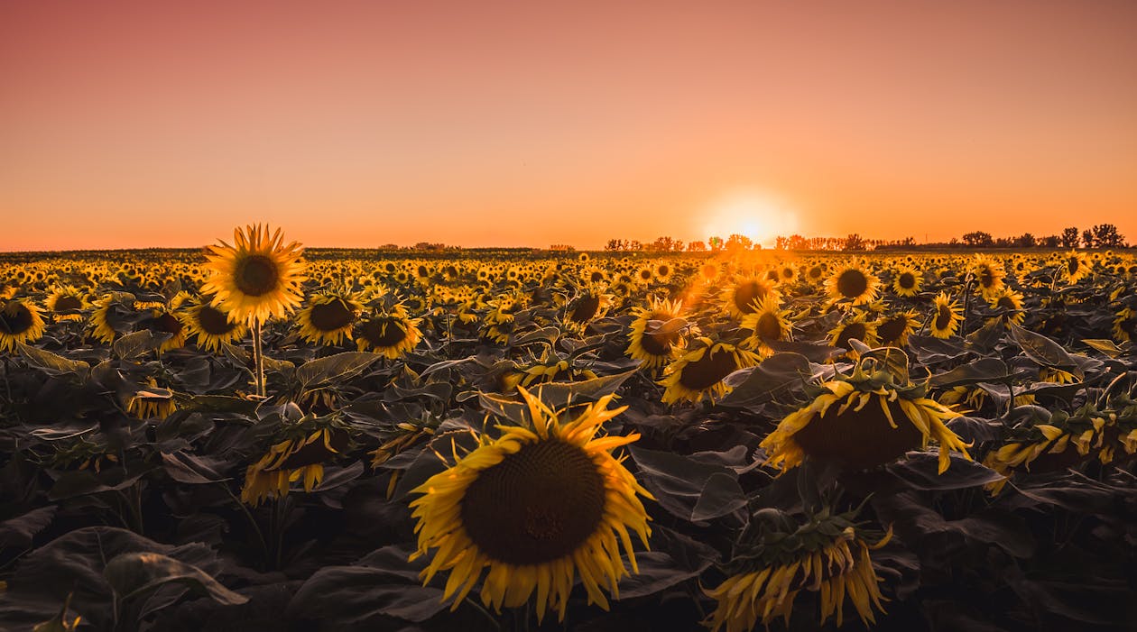 Kostenlos Bett Der Sonnenblumen Stock-Foto