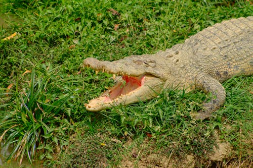 Free A Crocodile on a Grassy Field Stock Photo