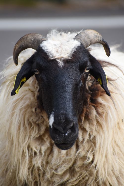 Free Detailed close-up of a sheep with horns in Kallithea, highlighting texture and colors. Stock Photo