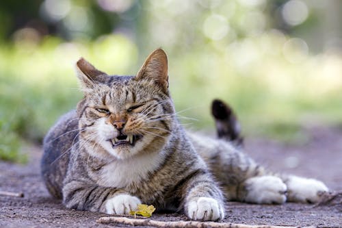 Free Close-Up Shot of a Tabby Cat Lying on the Ground Stock Photo