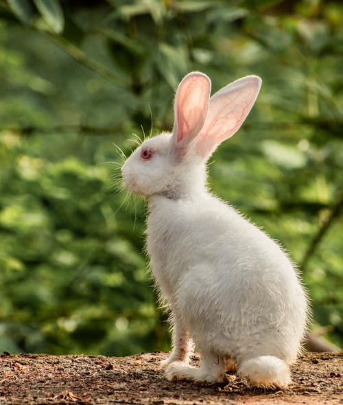 Close-Up Shot of a White Rabbit