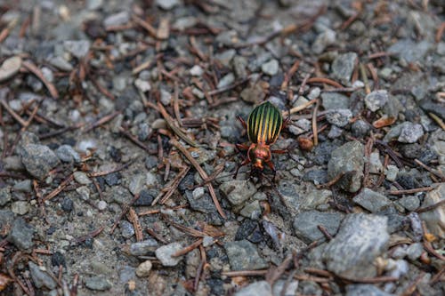 Free Green Beetle on the Ground Stock Photo