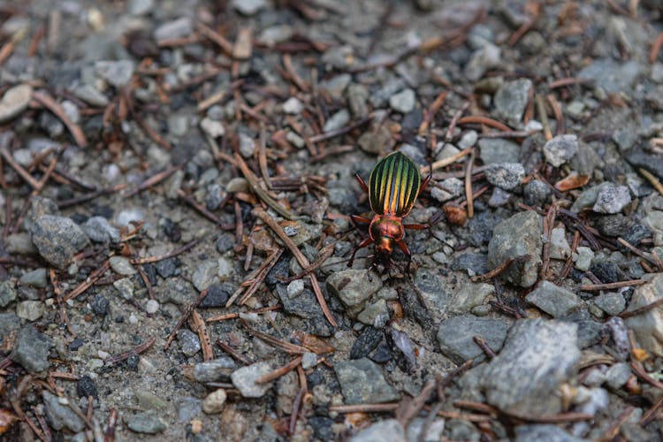 Green Beetle On The Ground