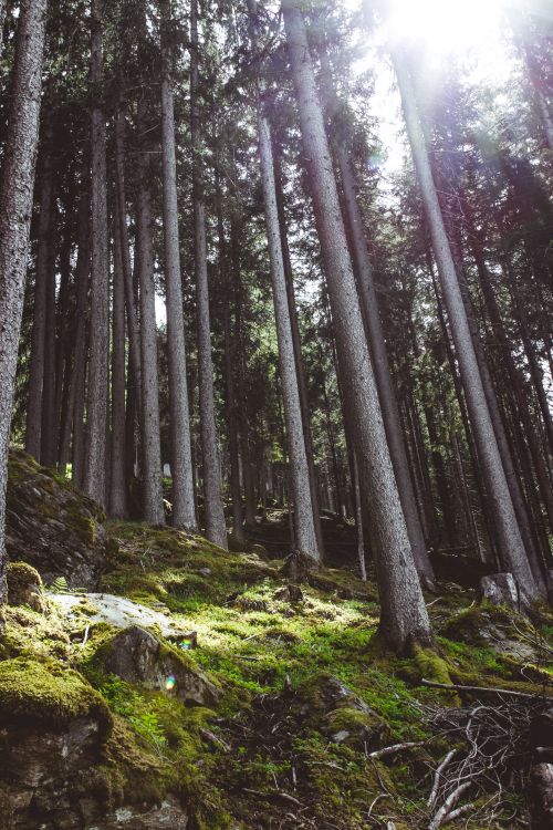 Free Low-angle view of a serene forest with sunlight streaming through tall trees. Stock Photo