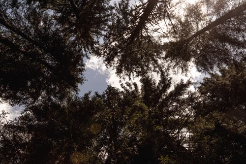 Free A low-angle view of treetops forming a canopy with sunlight peeking through. Stock Photo