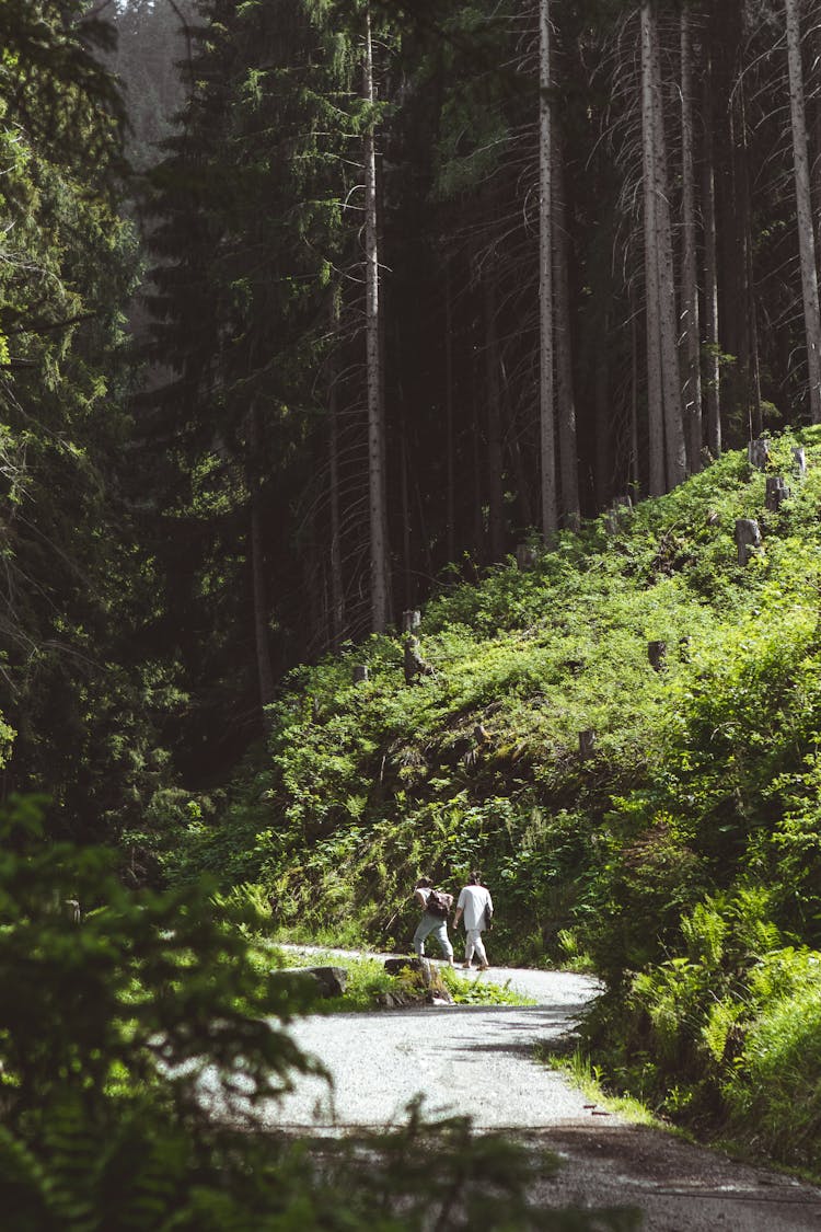 People Hiking In Forest