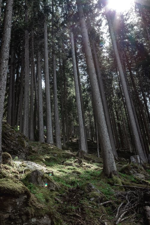 Free Majestic pine forest with sunlight filtering through tall trees, creating a peaceful atmosphere. Stock Photo