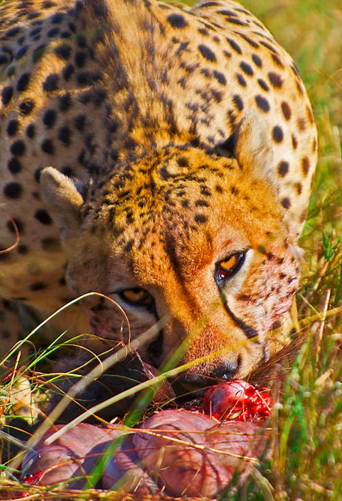 Free Cheetah  Stock Photo