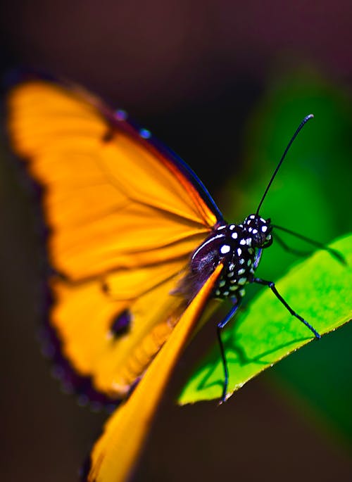 Free Butterfly Stock Photo
