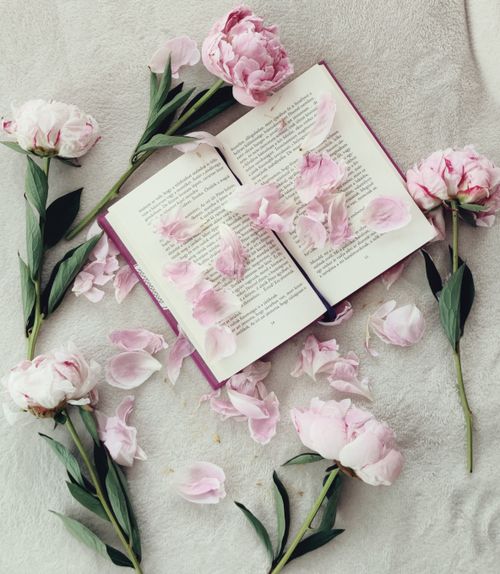 Free Open book with pink peony petals scattered in a soft, serene arrangement. Stock Photo