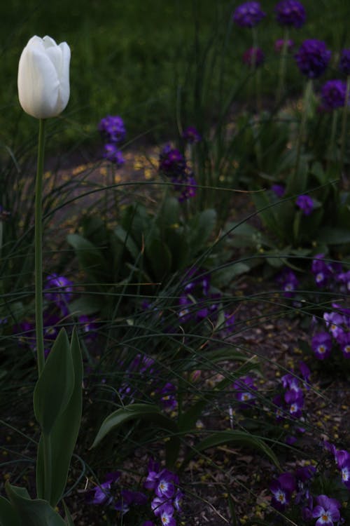 Free stock photo of beautiful flowers, beauty, beauty in nature